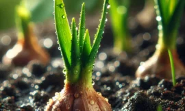 Comment je cultive de l’ail pour de grosses récoltes chaque année